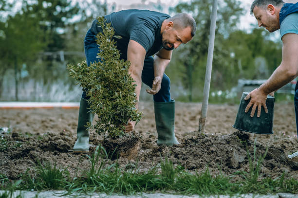 Best Lawn Grading and Leveling  in Harrisonburg, VA