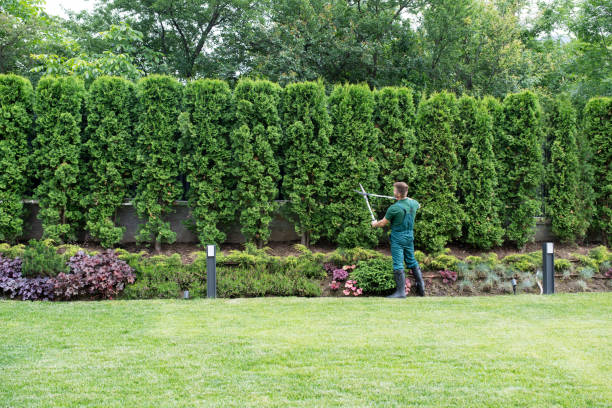 Best Lawn Mowing  in Harrisonburg, VA