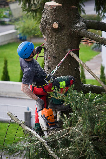 Best Lawn Disease Treatment  in Harrisonburg, VA