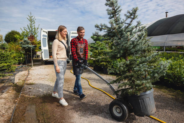 How Our Tree Care Process Works  in  Harrisonburg, VA